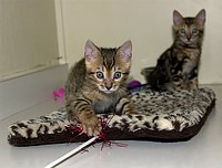 SierraGold Bengals: Lancelot (foreground), Merlin at the rear.  <br><br>